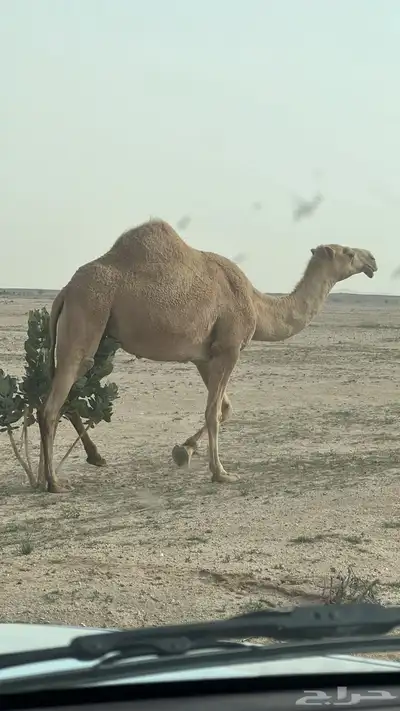 السلام عليكم ناقه معشر كفو شعلا رباع سنها 0