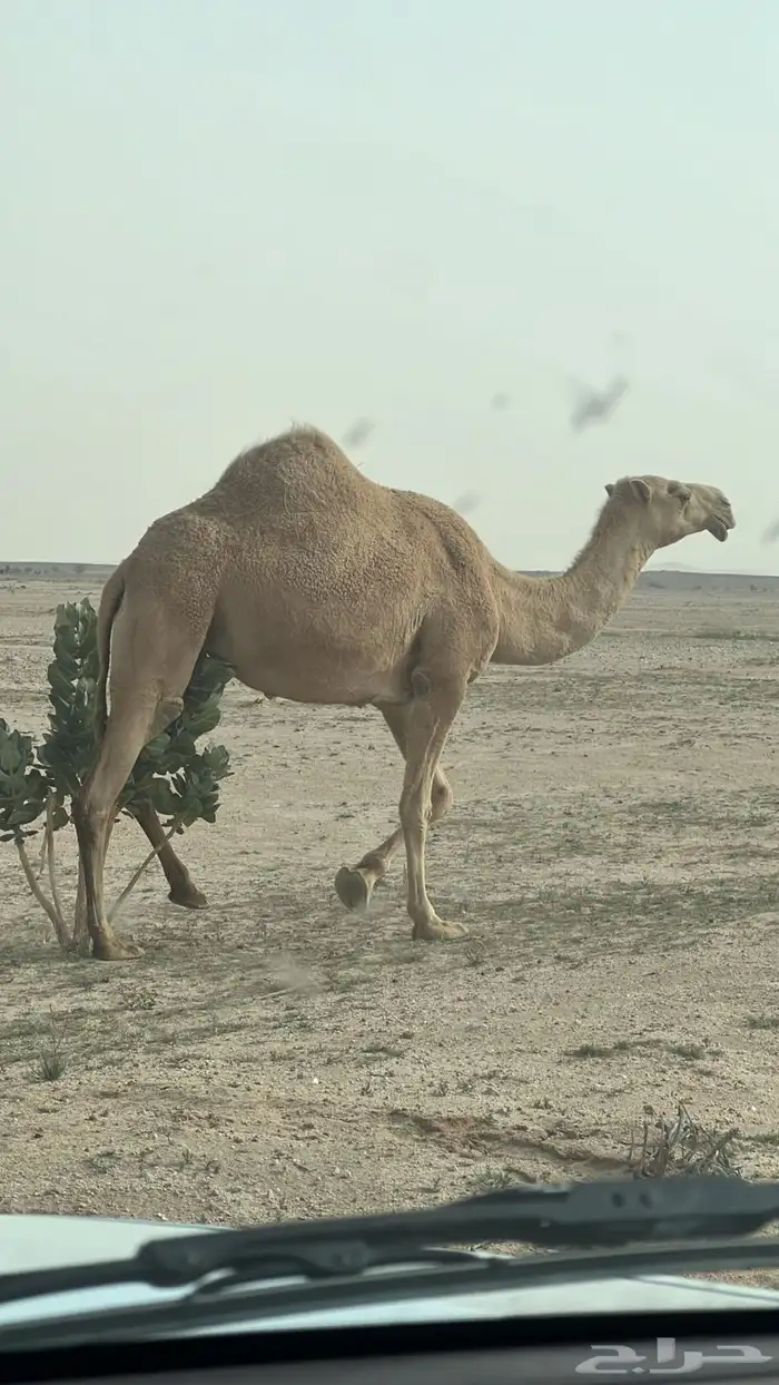 السلام عليكم ناقه معشر كفو شعلا رباع سنها 0