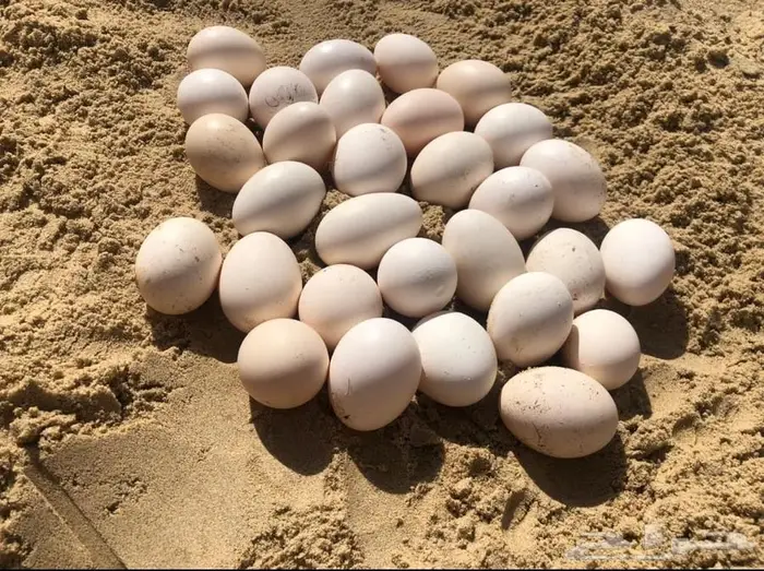 بيض بلدي طازج 3
