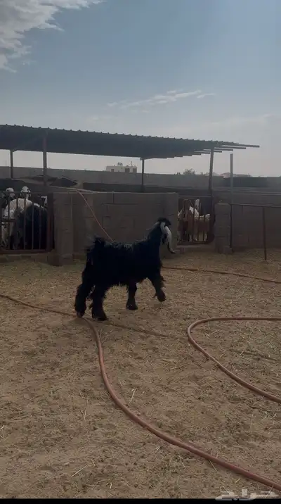 تيس جذع صنف عارضي 0