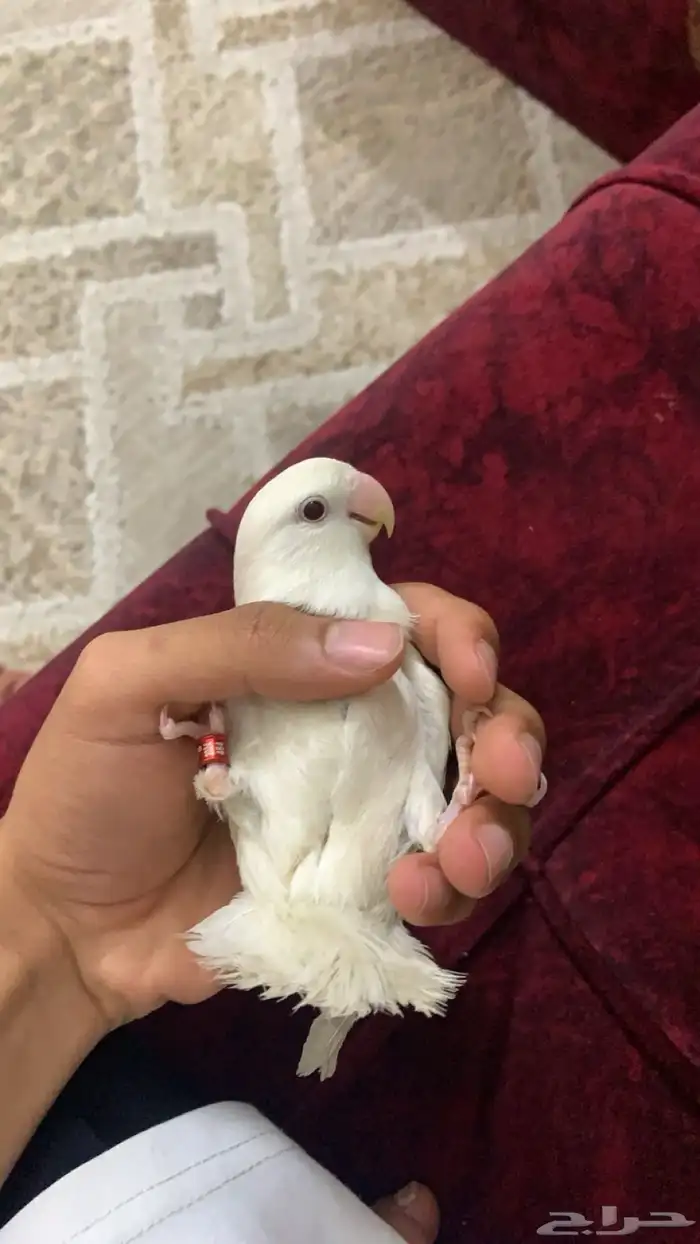 روز البينو صافي عيون حمر 0
