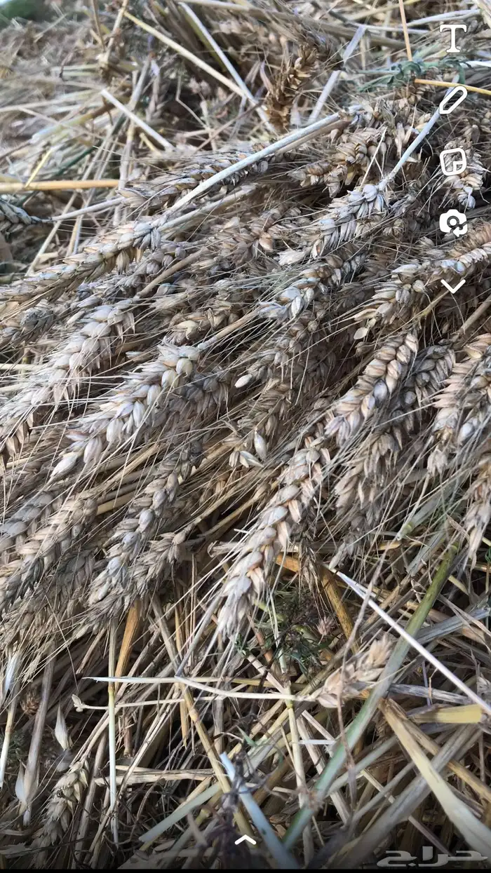 يوجد حنطة استرالي وحنطة نخلية عثري على المطر 8