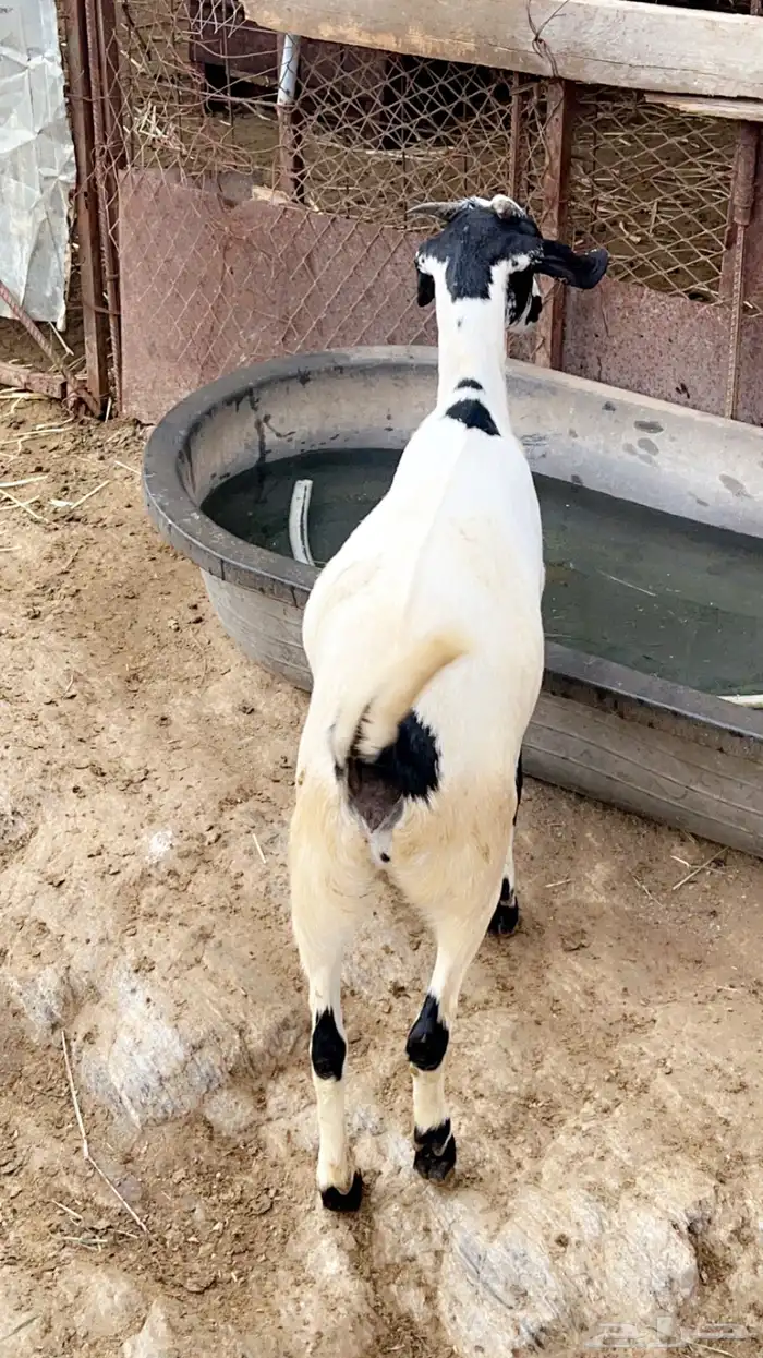 تيس وجفره 1