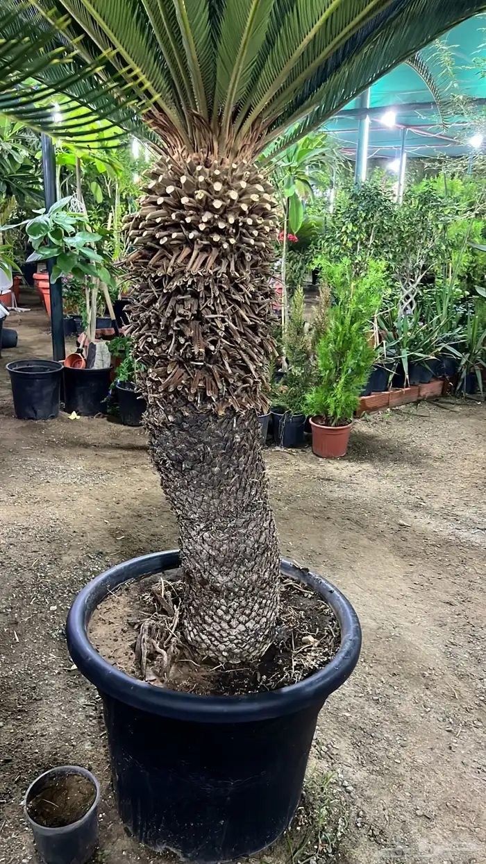 زراعة وحدائق 18