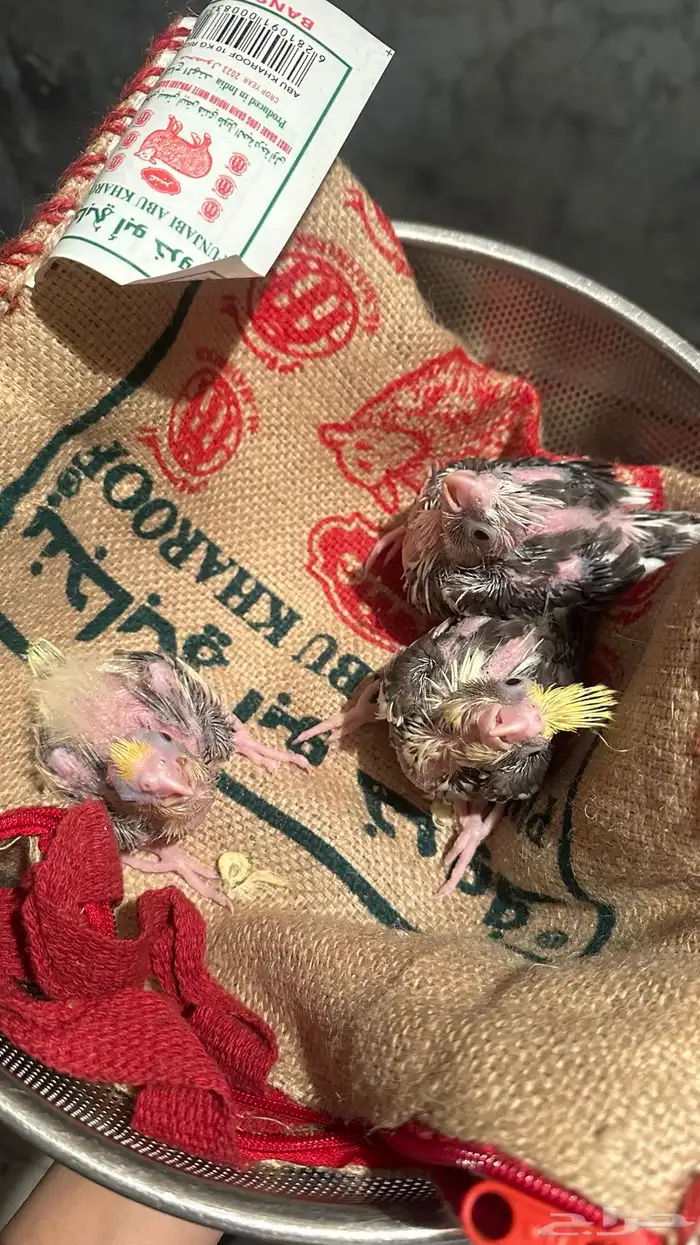 فروخ كروان ماشاءالله 1