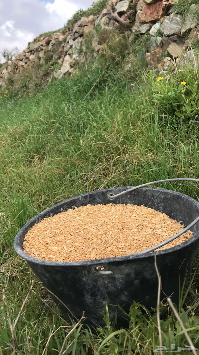 يوجد حنطة استرالي وحنطة نخلية عثري على المطر 1