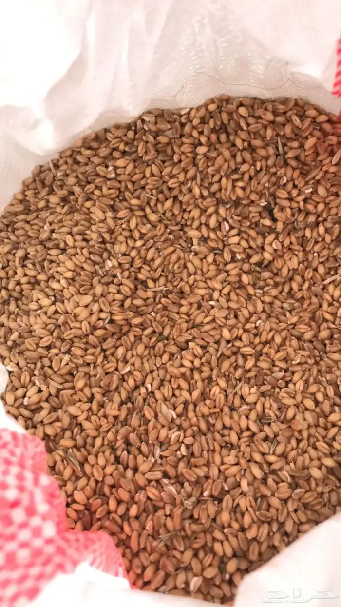 يوجد حنطة استرالي وحنطة نخلية عثري على المطر 12