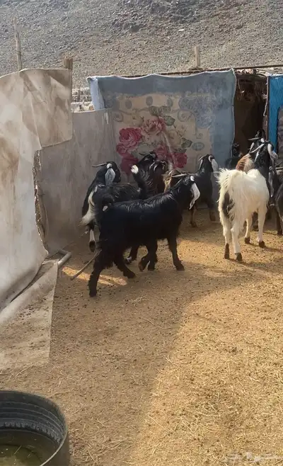 تيوس مخاصي ذبايح 0