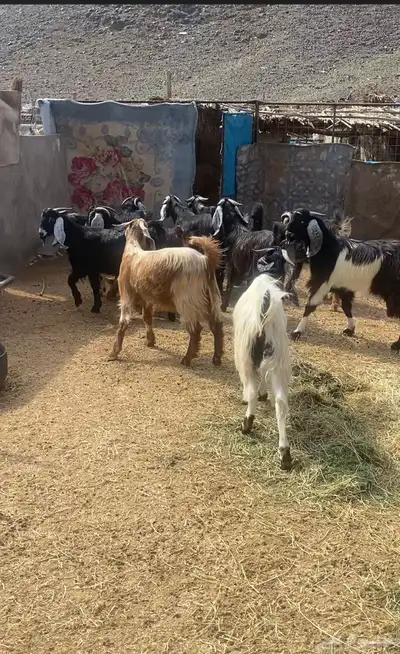 تيوس مخاصي ذبايح 1