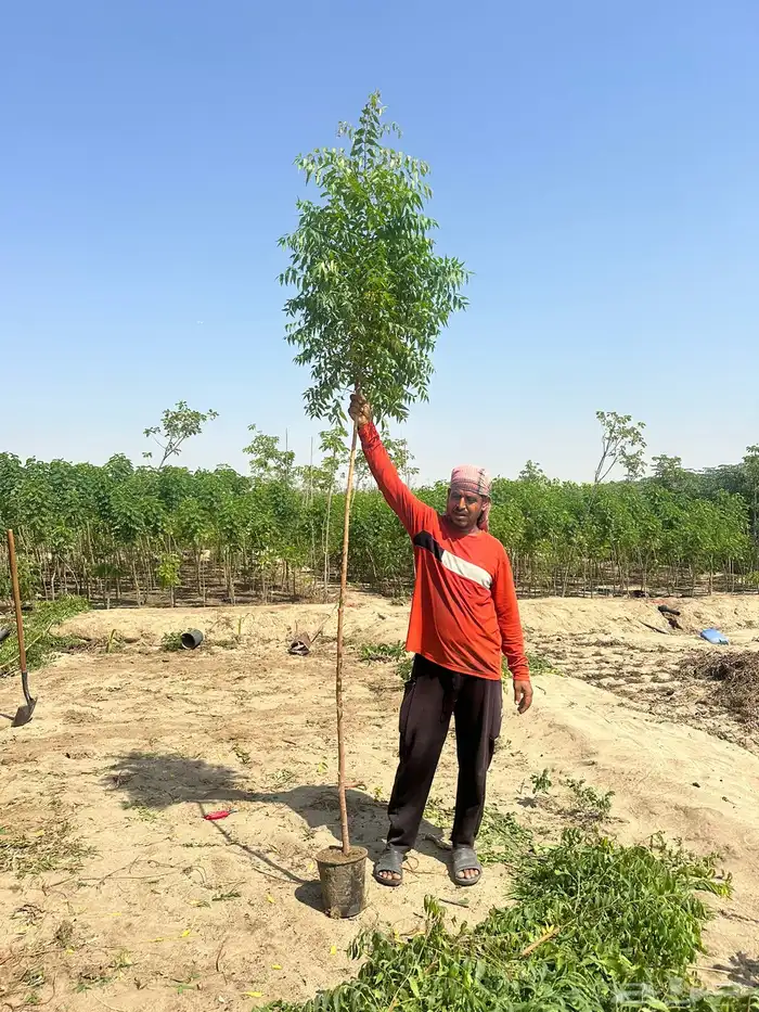 مشتل لتوريد الاشجار والشتلات بكميات كبيرة وباقل الاسعار 16