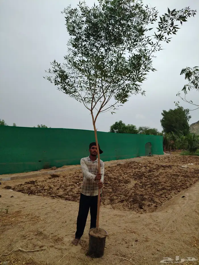 مشتل لتوريد الاشجار والشتلات بكميات كبيرة وباقل الاسعار 17