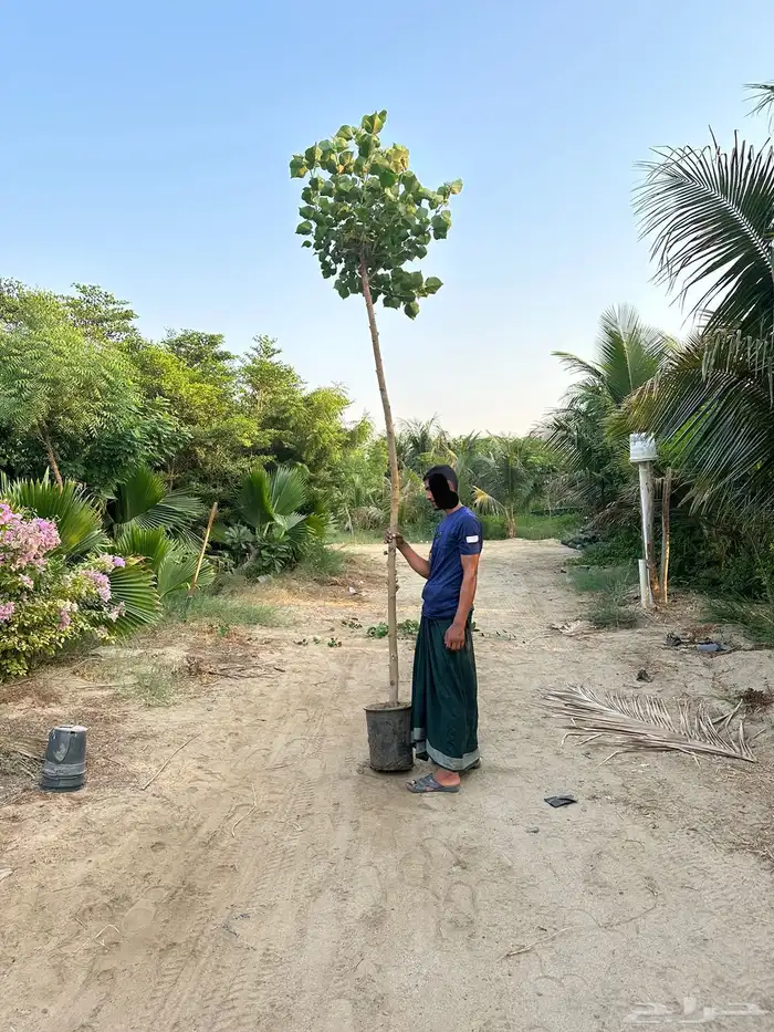 مشتل لتوريد الاشجار والشتلات بكميات كبيرة وباقل الاسعار 5