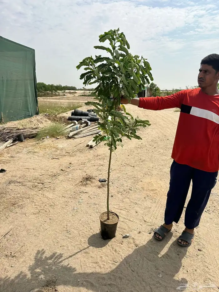 مشتل لتوريد الاشجار والشتلات بكميات كبيرة وباقل الاسعار 21