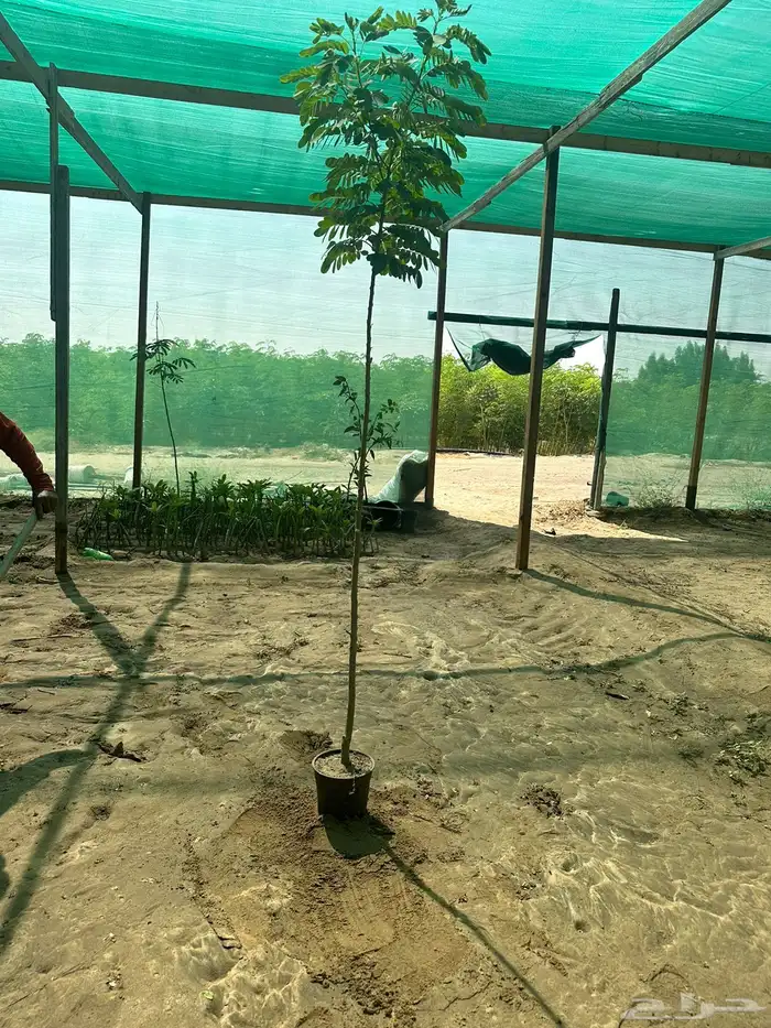 مشتل لتوريد الاشجار والشتلات بكميات كبيرة وباقل الاسعار 22