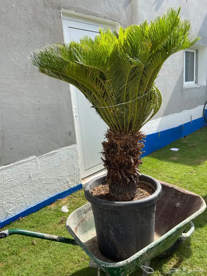 زراعة وحدائق 47