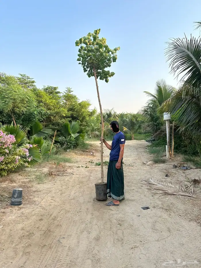 مشتل لتوريد الاشجار والشتلات بكميات كبيرة وباقل الاسعار 32