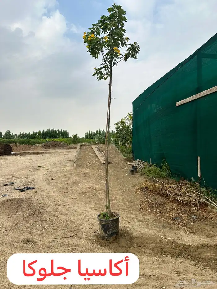 مشتل لتوريد الاشجار والشتلات بكميات كبيرة وباقل الاسعار 1
