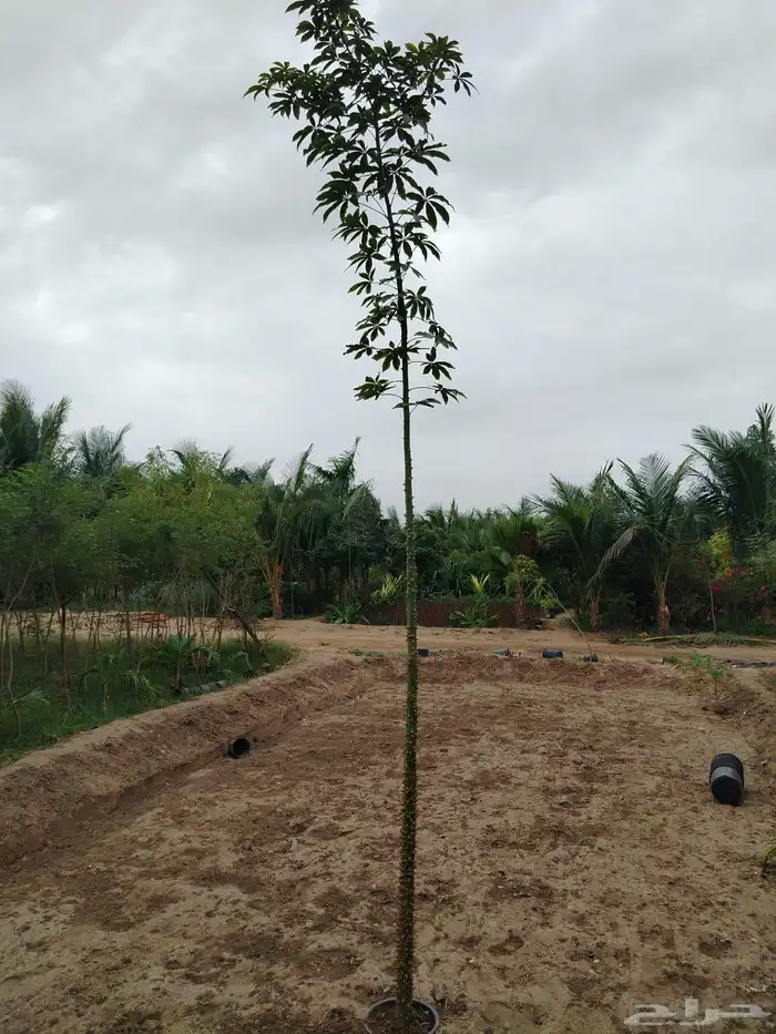 مشتل لتوريد الاشجار والشتلات بكميات كبيرة وباقل الاسعار 8