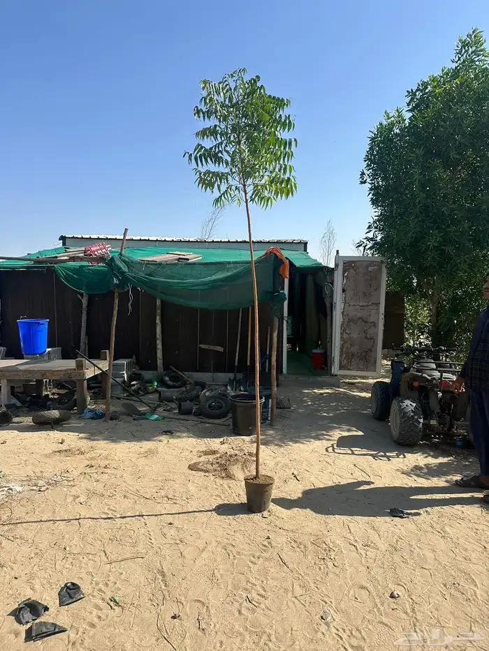 مشتل لتوريد الاشجار والشتلات بكميات كبيرة وباقل الاسعار 4