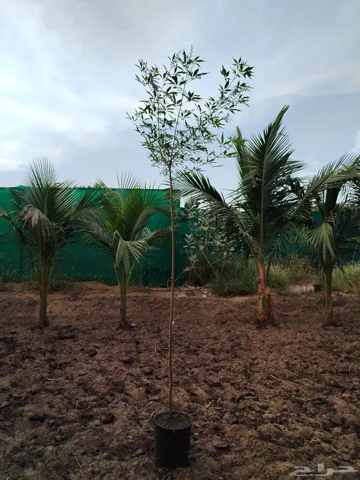 مشتل لتوريد الاشجار والشتلات بكميات كبيرة وباقل الاسعار 20