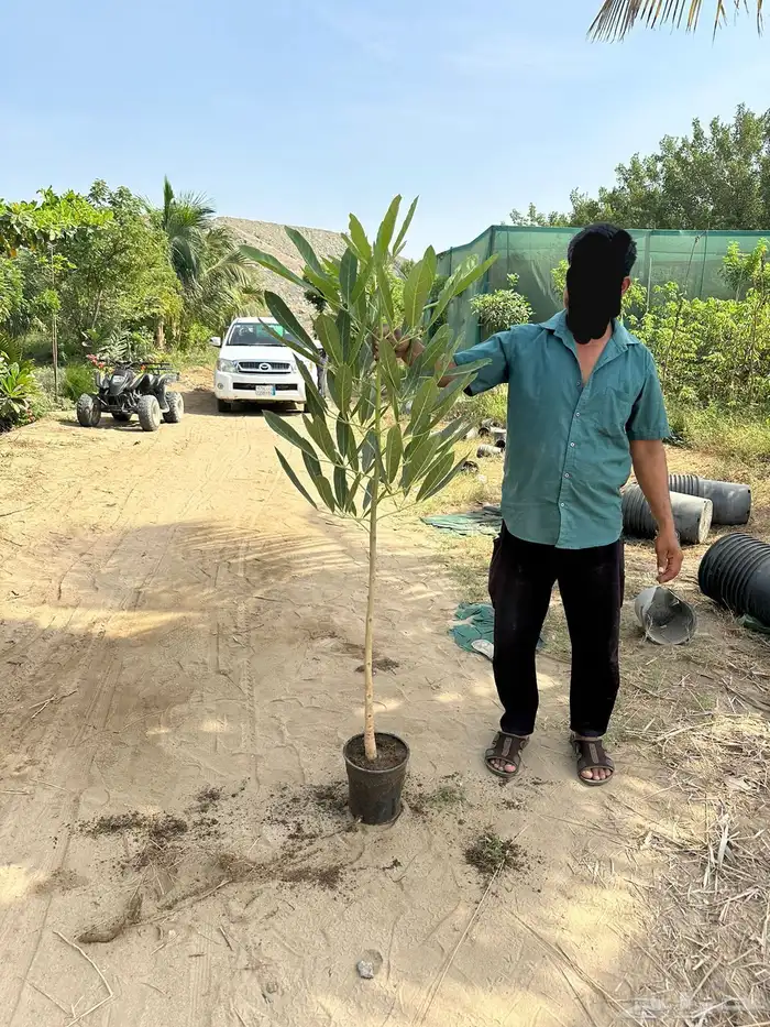 مشتل لتوريد الاشجار والشتلات بكميات كبيرة وباقل الاسعار 3