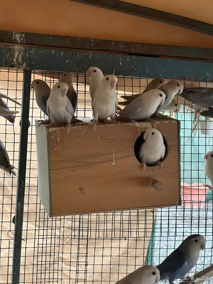 مطير طيور زينة   روز باليدات وفايلوت أوب لاين 8