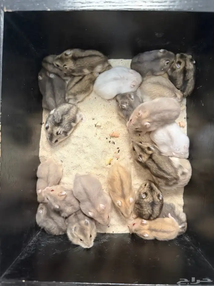 هامستر ونتر وايت للبيع (الدبدوب) 0