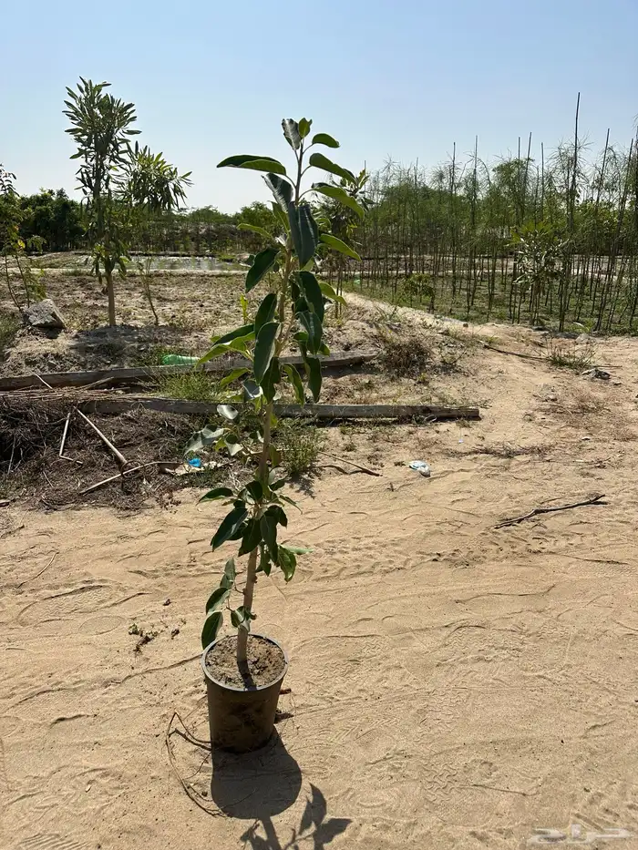 مشتل لتوريد الاشجار والشتلات بكميات كبيرة وباقل الاسعار 23