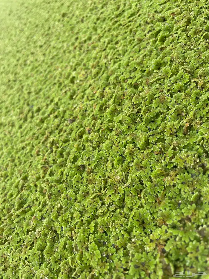 ازولا اعلاف للطيور والمواشي والاسماك 3