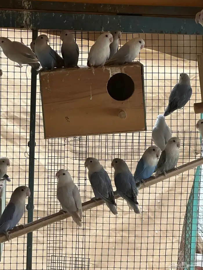 مطير طيور زينة   روز باليدات وفايلوت أوب لاين 0