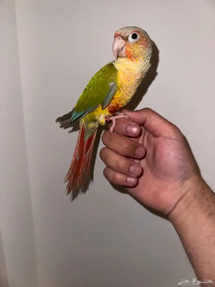 انثي كنيور اناناس تم البيع 2