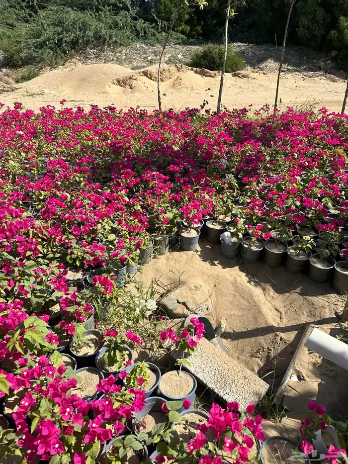 مشتل لتوريد الاشجار والشتلات بكميات كبيرة وباقل الاسعار 26