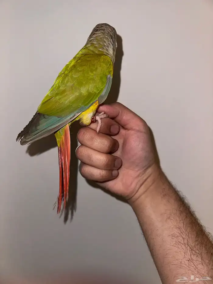 انثي كنيور اناناس تم البيع 1