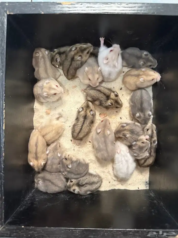 هامستر ونتر وايت للبيع (الدبدوب) 3