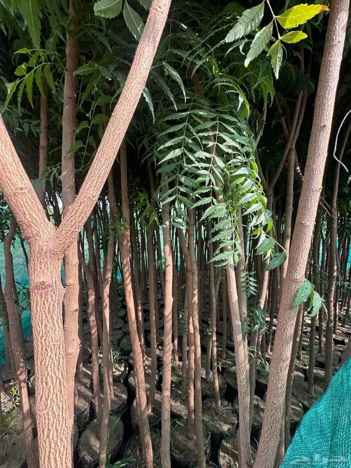 مشتل لتوريد الاشجار والشتلات بكميات كبيرة وباقل الاسعار 31