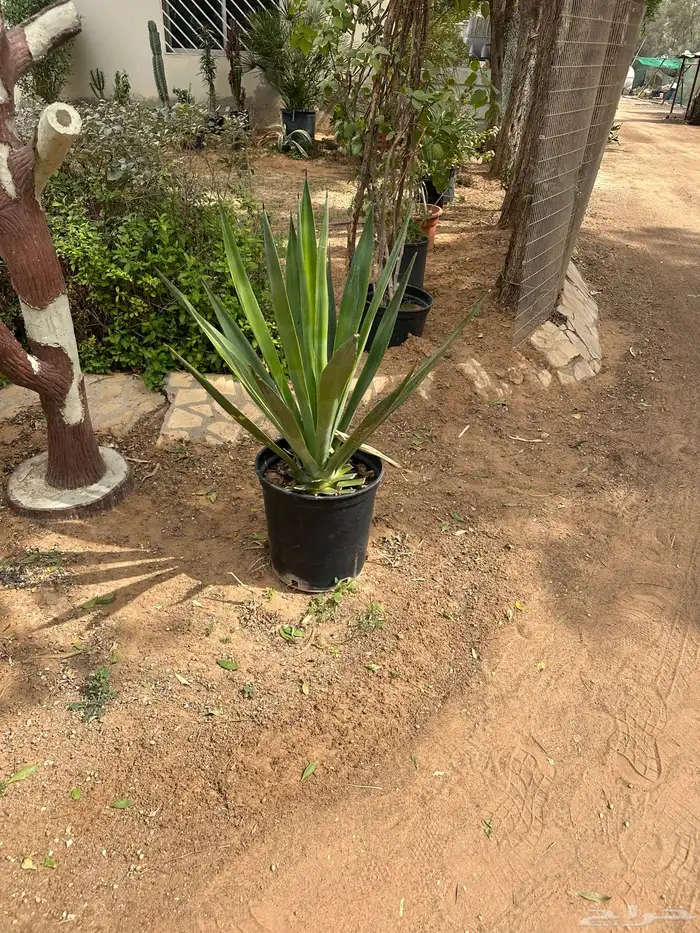 مشتل لتوريد الاشجار والشتلات بكميات كبيرة وباقل الاسعار 7