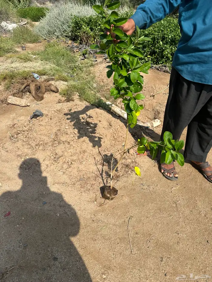 مشتل لتوريد الاشجار والشتلات بكميات كبيرة وباقل الاسعار 30