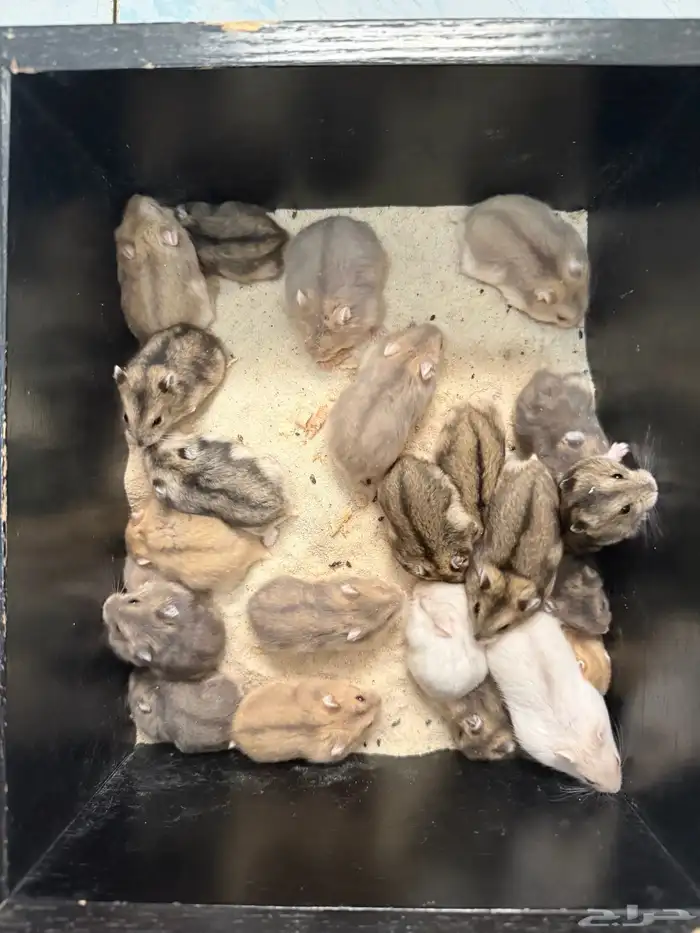 هامستر ونتر وايت للبيع (الدبدوب) 2