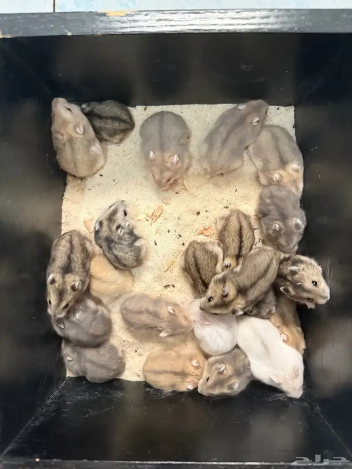 هامستر ونتر وايت للبيع (الدبدوب) 4