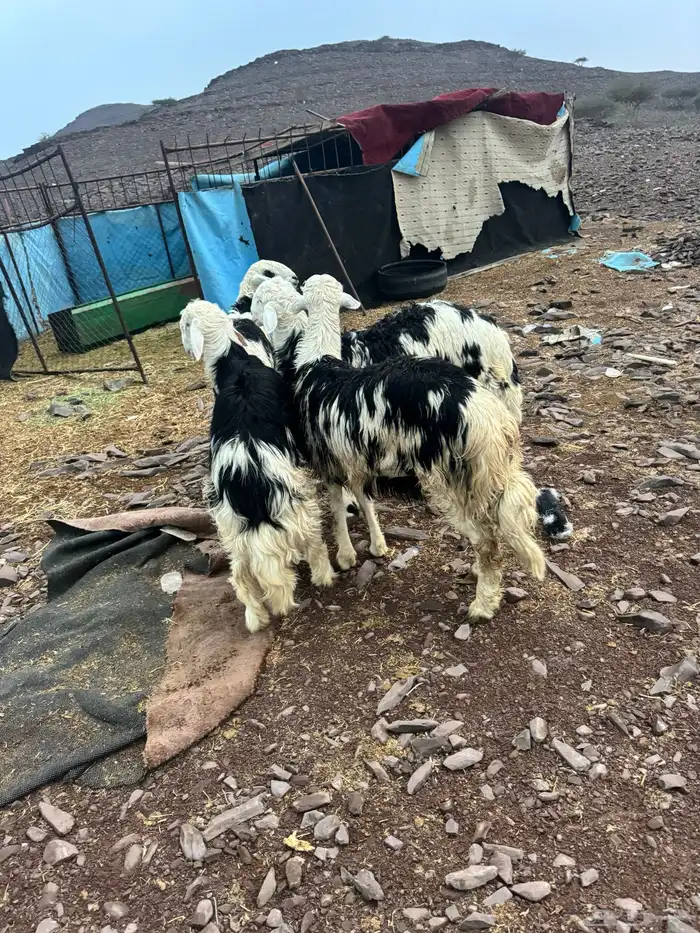 طليان جبره تم للبيع 1