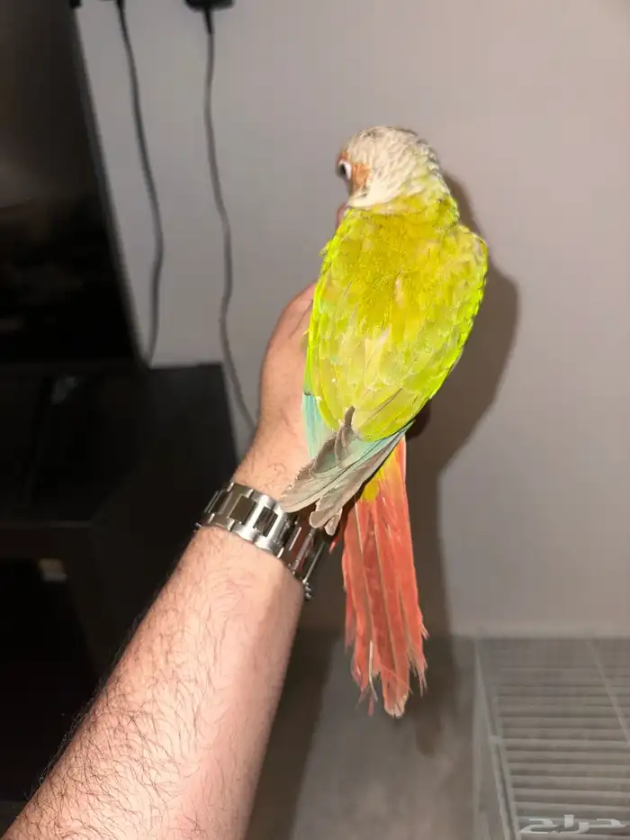 انثي كنيور اناناس تم البيع 6