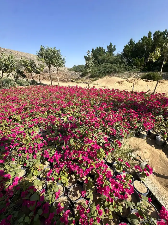 مشتل لتوريد الاشجار والشتلات بكميات كبيرة وباقل الاسعار 25