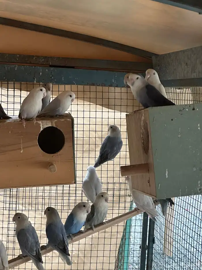 مطير طيور زينة   روز باليدات وفايلوت أوب لاين 1