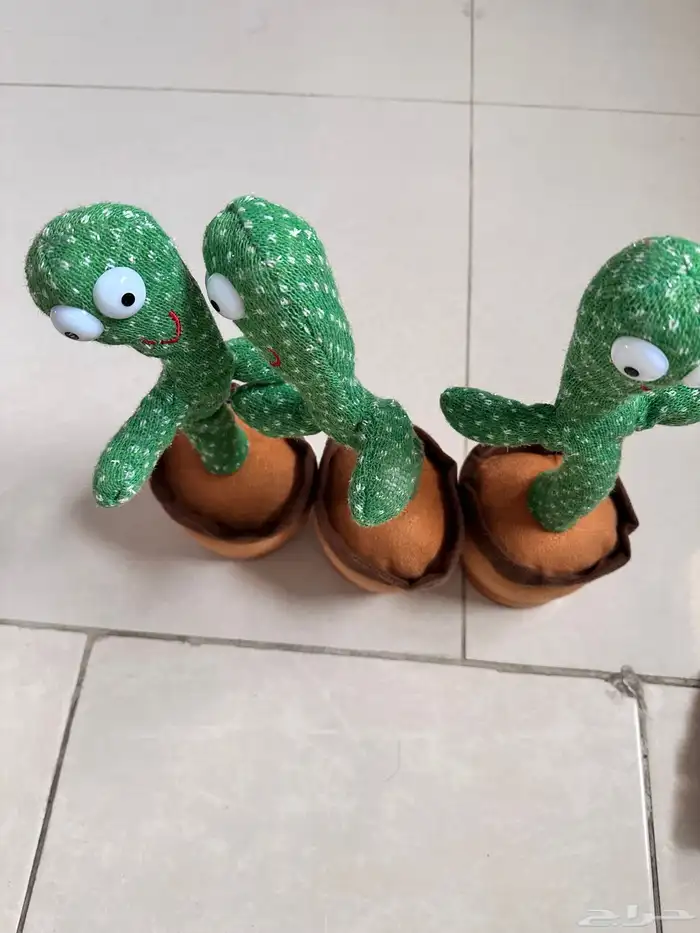 الصبارة الراقصة 0