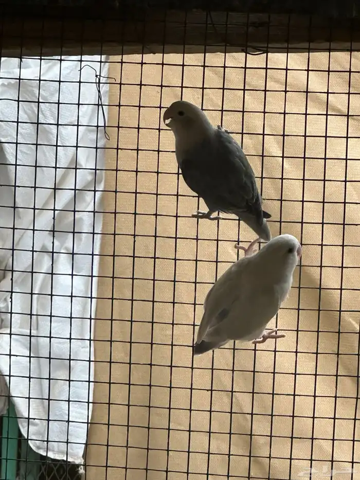 مطير طيور زينة   روز باليدات وفايلوت أوب لاين 10