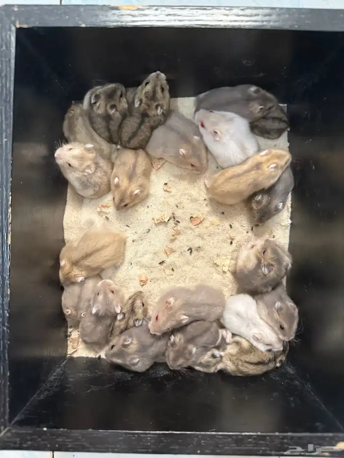 هامستر ونتر وايت للبيع (الدبدوب) 5