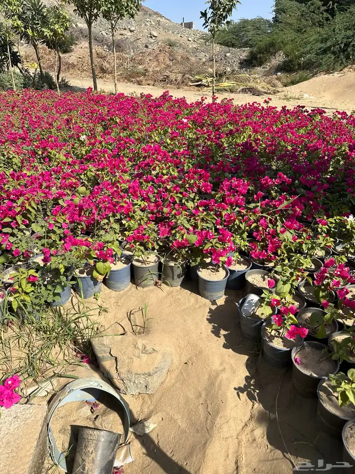 مشتل لتوريد الاشجار والشتلات بكميات كبيرة وباقل الاسعار 24