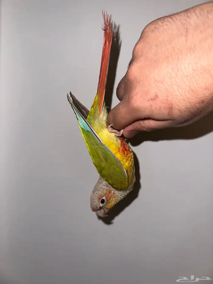 انثي كنيور اناناس تم البيع 4