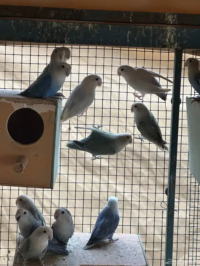 مطير طيور زينة   روز باليدات وفايلوت أوب لاين 7