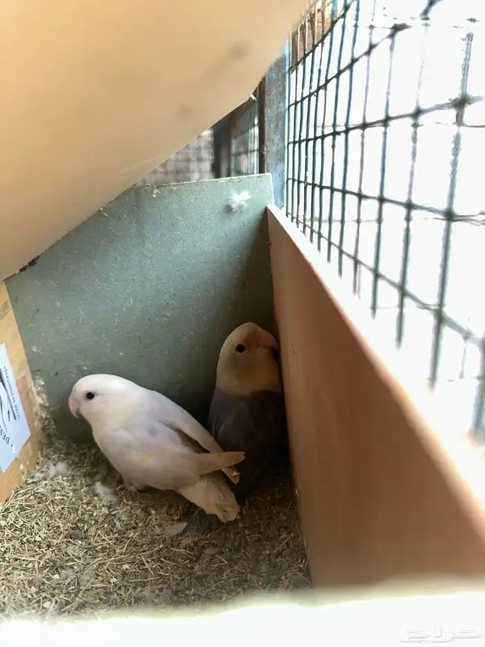 مطير طيور زينة   روز باليدات وفايلوت أوب لاين 5